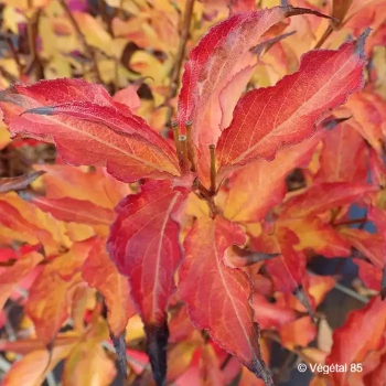 WEIGELIA florida Red prince