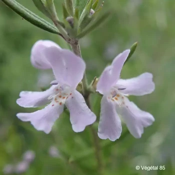 WESTRINGIA fruticosa