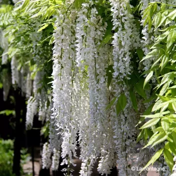 WISTERIA floribunda Longissima alba