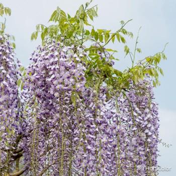 WISTERIA floribunda Macrobotrys