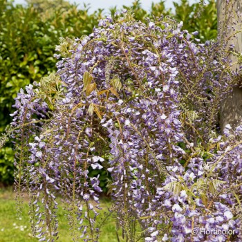 WISTERIA floribunda Royal purple