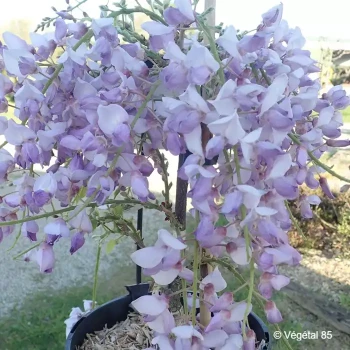 WISTERIA sinensis Prolific