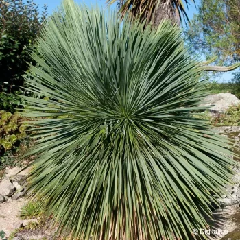 YUCCA elata