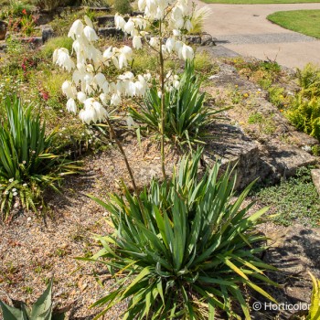 YUCCA filamentosa