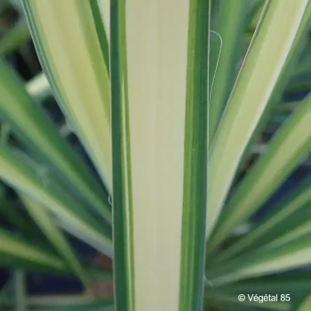 YUCCA flaccida Golden sword