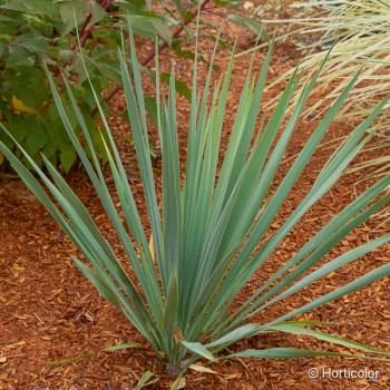 YUCCA x French flag®