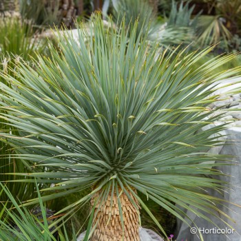 YUCCA rostrata