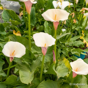 ZANTEDESCHIA aethiopica Flamingo