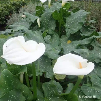 ZANTEDESCHIA aethiopica Himalaya