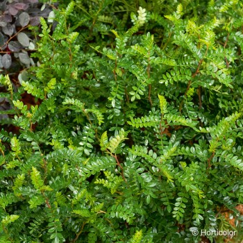 ZANTHOXYLUM beecheyanum