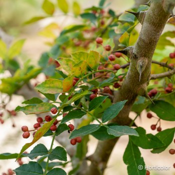 ZANTHOXYLUM piperitum