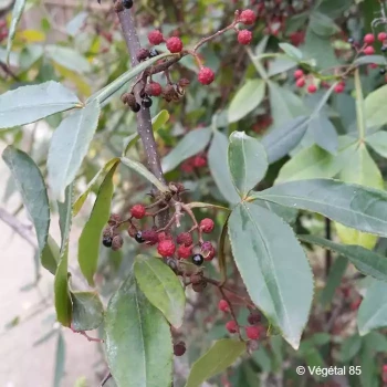 ZANTHOXYLUM simulans