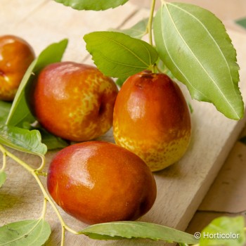 ZIZIPHUS jujuba Thornless