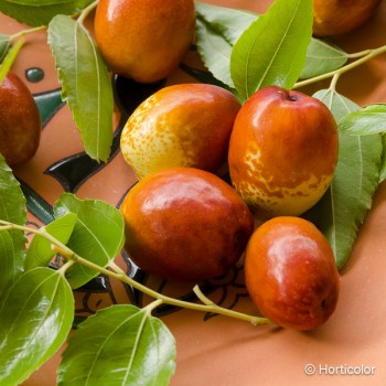 ZIZIPHUS jujuba Abundance