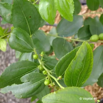 ZIZIPHUS jujuba Li