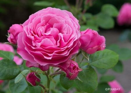 Bien choisir son rosier