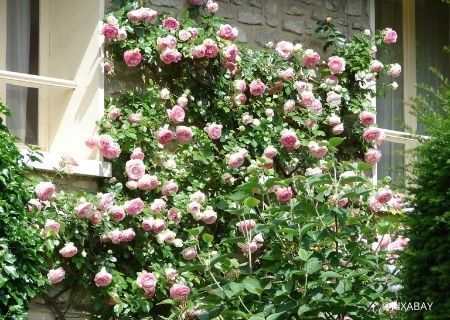 Bien choisir son rosier