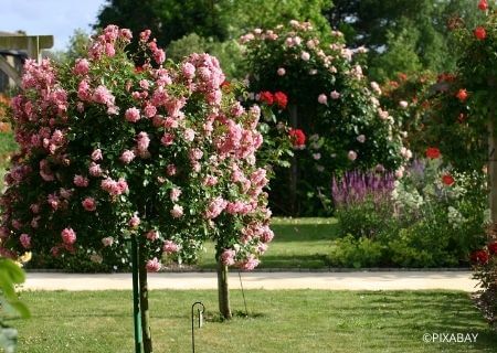 Bien choisir son rosier