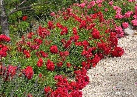 Bien choisir son rosier