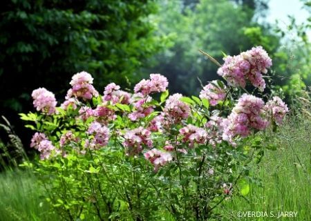 Bien choisir son rosier