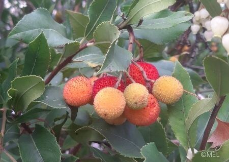 Arbutus unedo - Arbousier - Arbre aux fraises