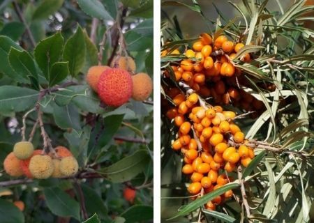 Arbutus unedo - Arbousier - Arbre aux fraises