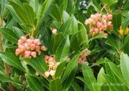Arbutus unedo - Arbousier - Arbre aux fraises