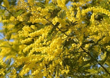 Acacia - Mimosa