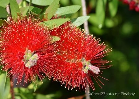 Callistemon