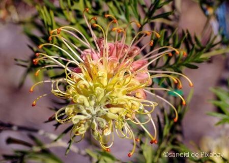 Grevillea