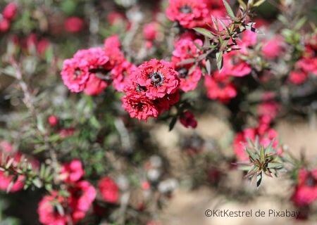 Leptospermum