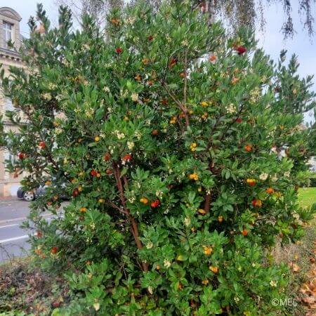 Arbutus unedo - Arbousier - Arbre aux fraises