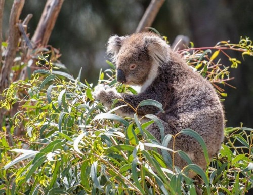Top 10 des plantes australiennes