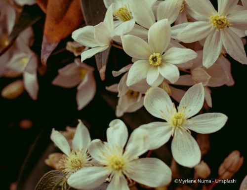 Tout savoir sur les clématites armandii