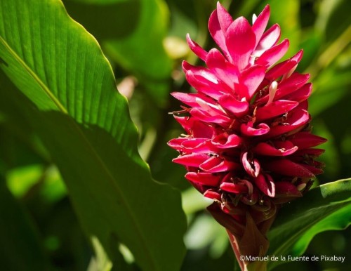 Alpinias : une touche d’exotisme au jardin