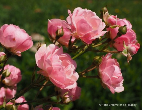 Bien choisir son rosier