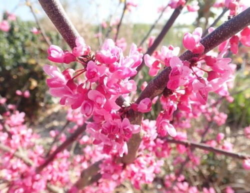 Cercis canadensis : planter, entretenir, tailler