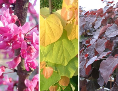 Cercis canadensis : un petit arbre qui vaut le détour