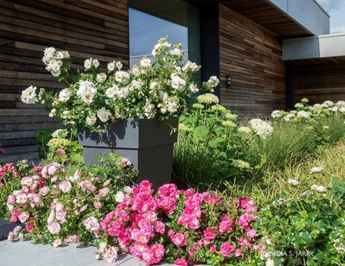 Décorosiers : des rosiers faciles et généreux