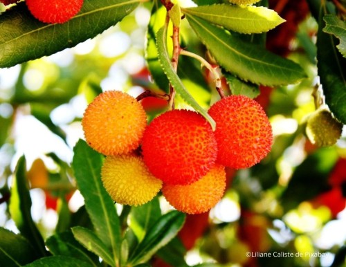 Arbousier, Arbutus unedo : planter, entretenir, récolter