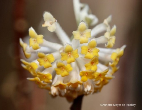 5 arbustes à floraison hivernale parfumée