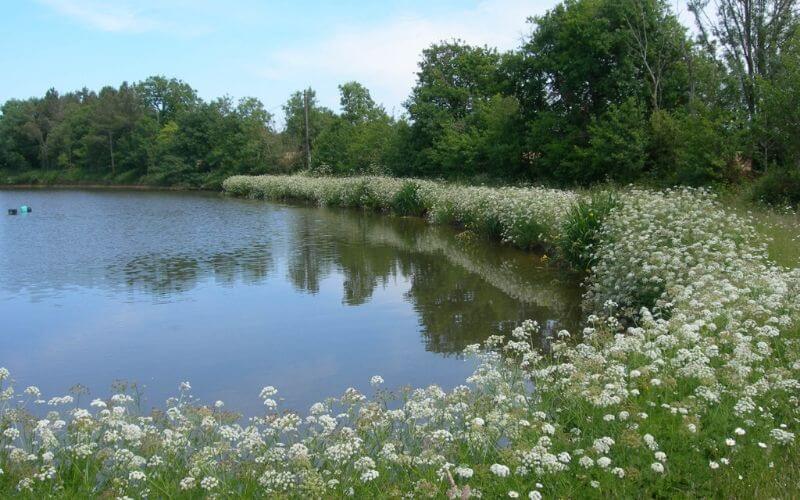 Pepiniere Vegetal 85 - Etang