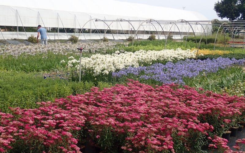 Pepiniere Vegetal 85 - Planches de culture