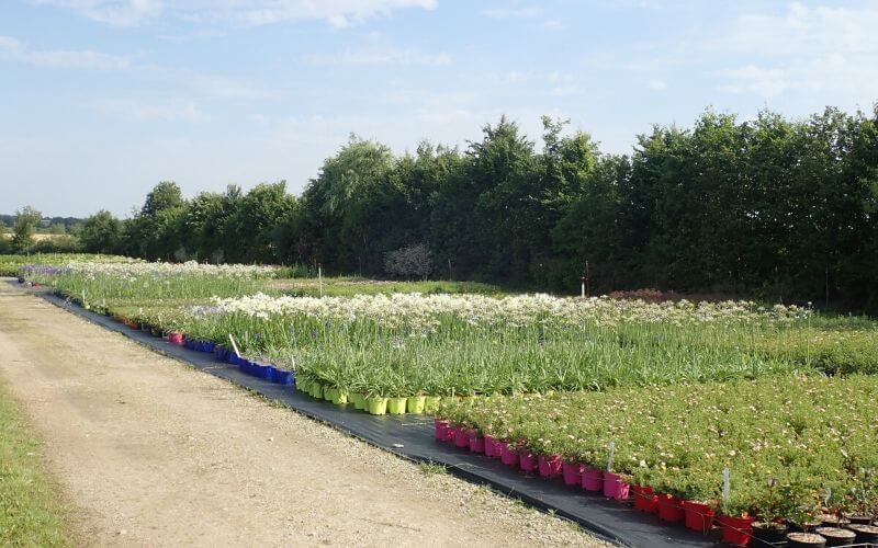 Pepiniere Vegetal 85 - Planches de culture